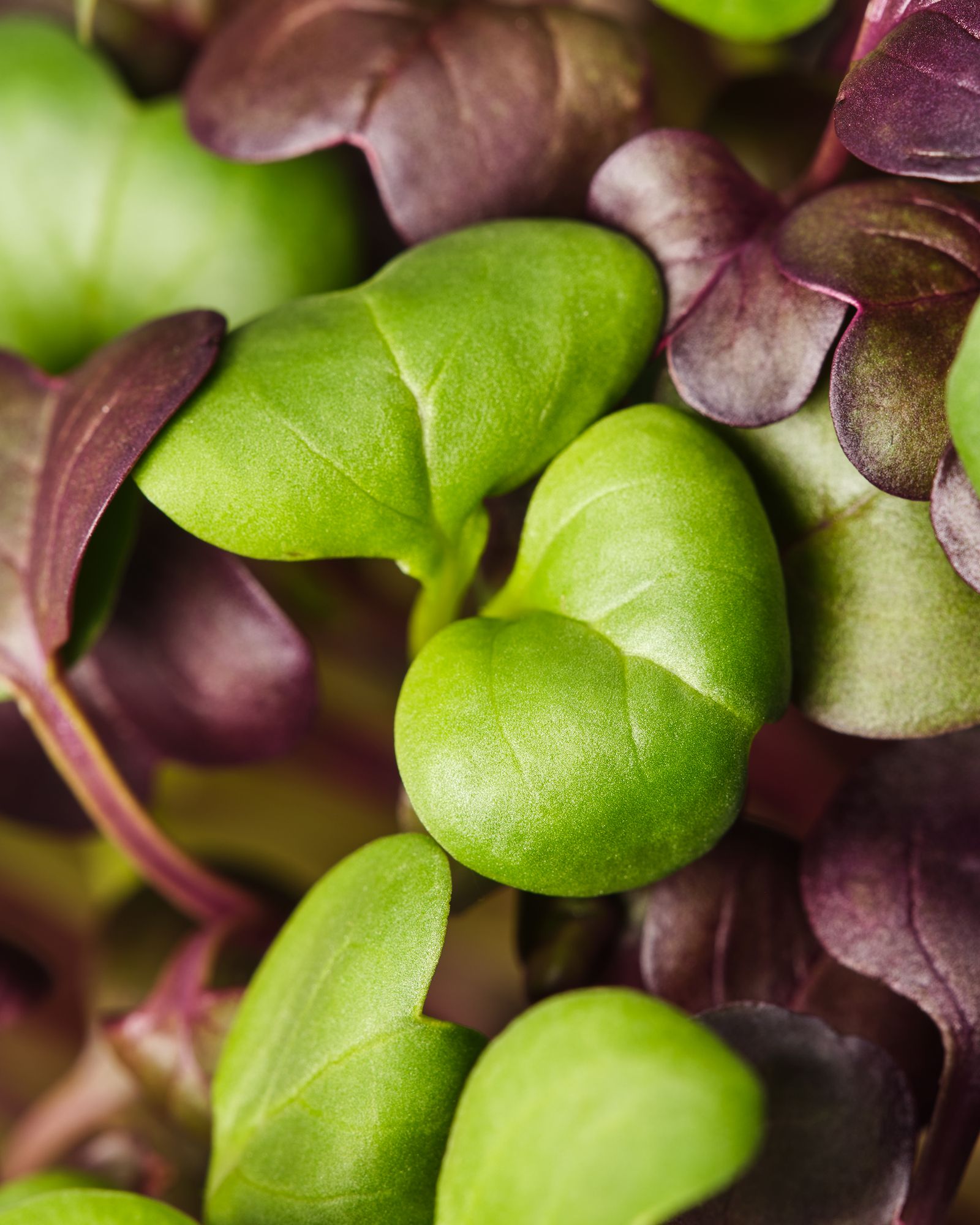 Micro-pousses fraîches en gros plan — Swiss Microgreens, producteur en Suisse romande